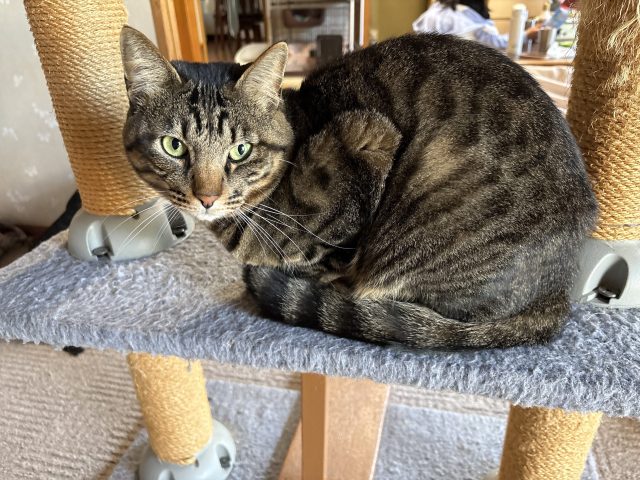 ペット可のお部屋の特集